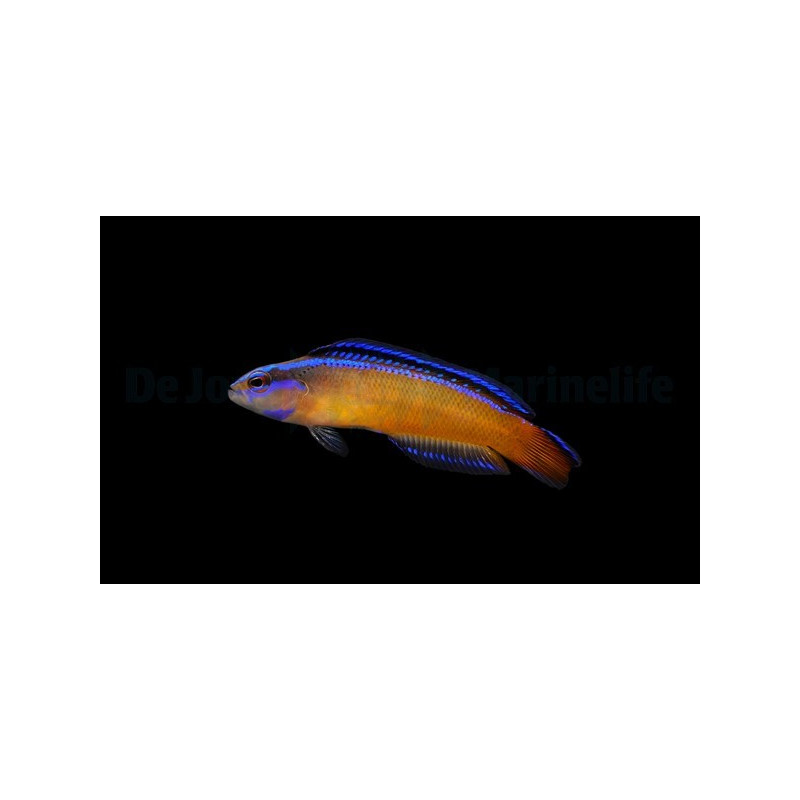 Pseudochromis aldabraensis élevage