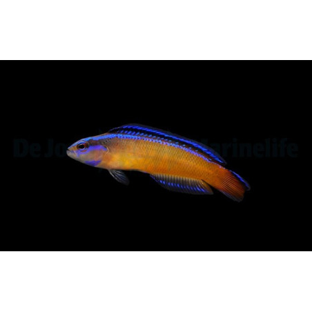 Pseudochromis aldabraensis élevage