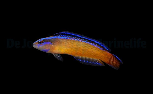 Pseudochromis aldabraensis élevage