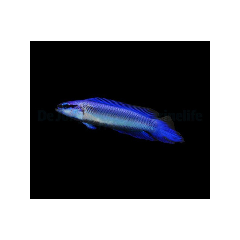 Pseudochromis indigo élevage