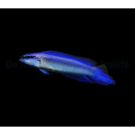 Pseudochromis indigo élevage