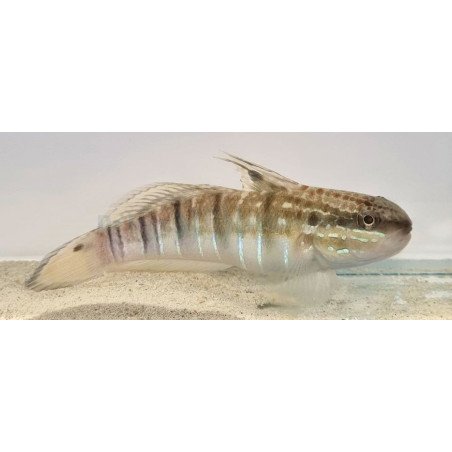 Amblygobius phalaena 8-10cm