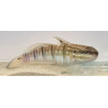 Amblygobius phalaena 8-10cm