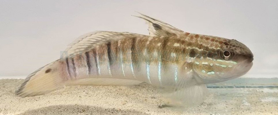 Amblygobius phalaena 8-10cm