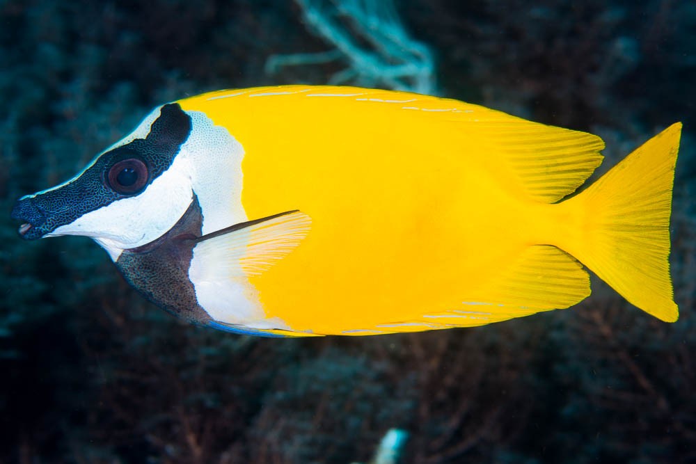 Siganus Vulpinus 5-7cm