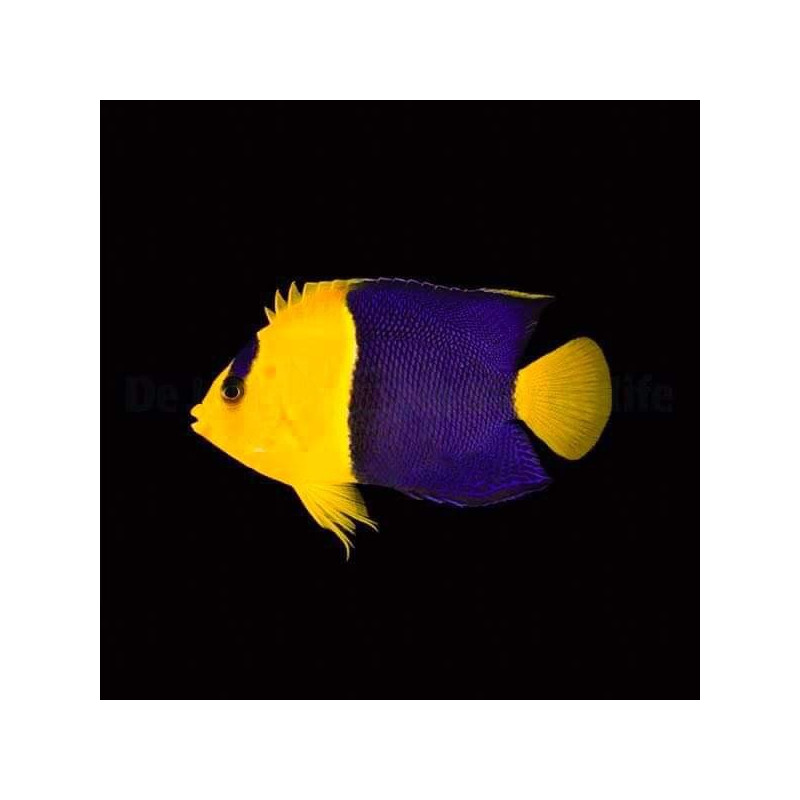 Centropyge bicolor