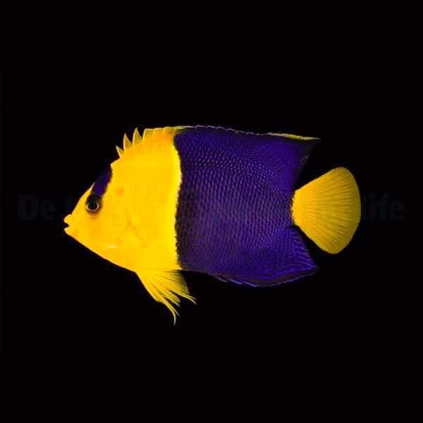 Centropyge bicolor