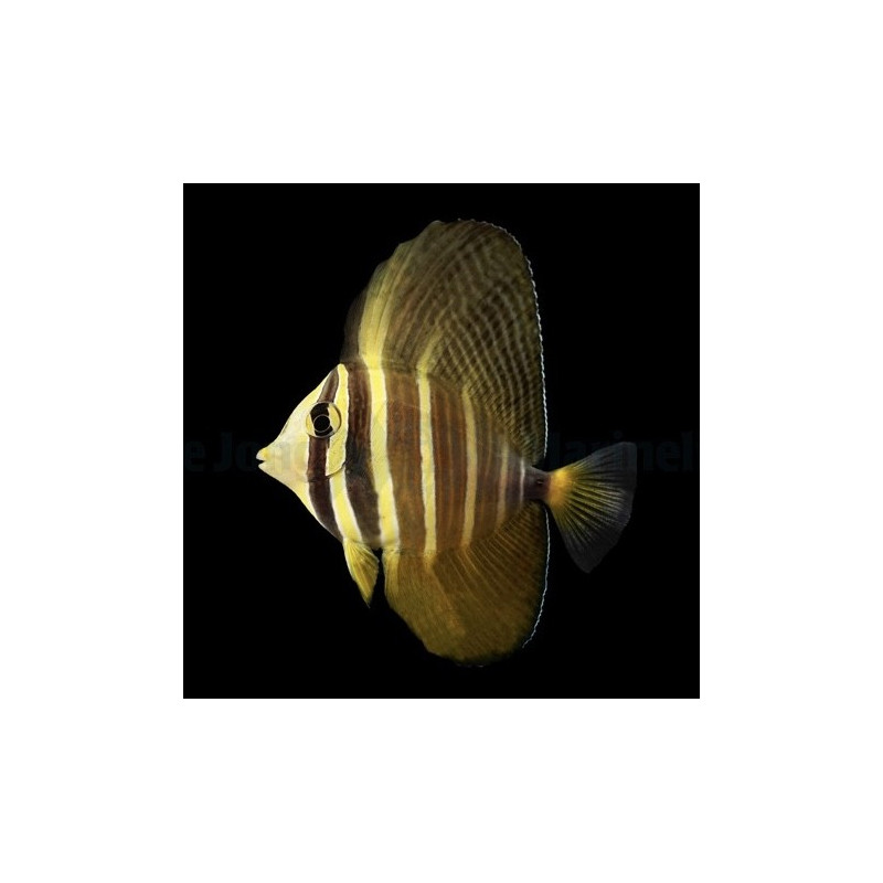 Zebrasoma veliferum 6-8cm