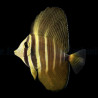 Zebrasoma veliferum 6-8cm