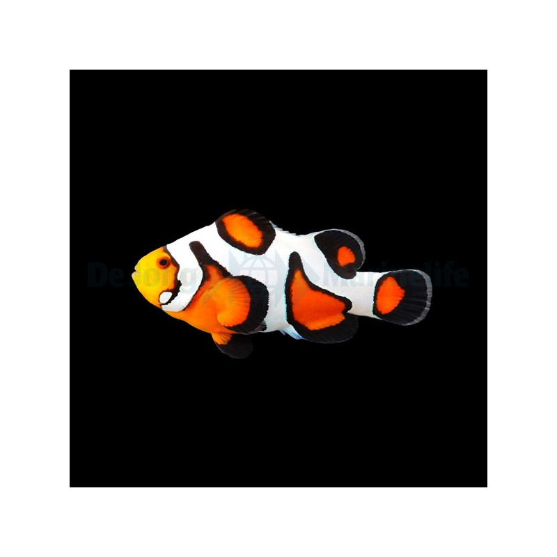 Amphiprion ocellaris Gladiator d'élevage