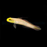 Valenciennea strigata 5-6cm