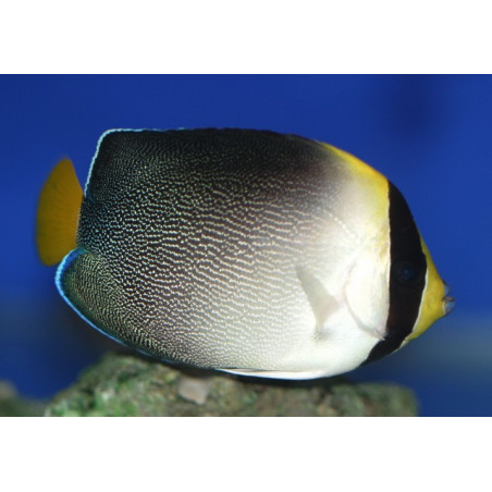 chaetodontoplus mesoleucus 5-8cm