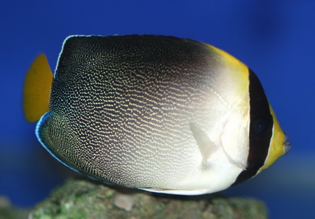 chaetodontoplus mesoleucus 5-8cm