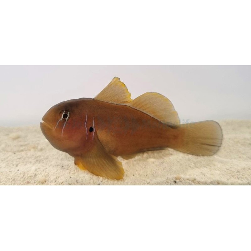 Gobiodon citrinus
