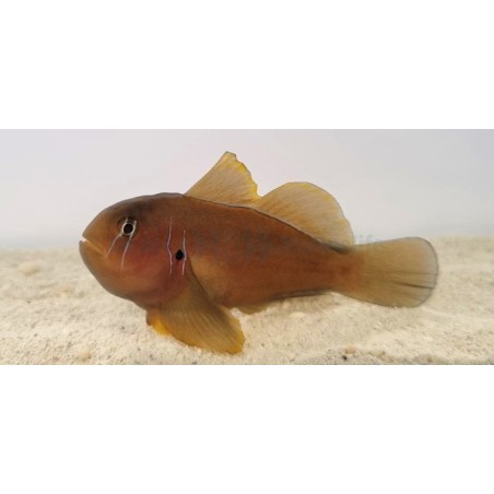 Gobiodon citrinus