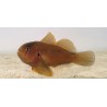 Gobiodon citrinus