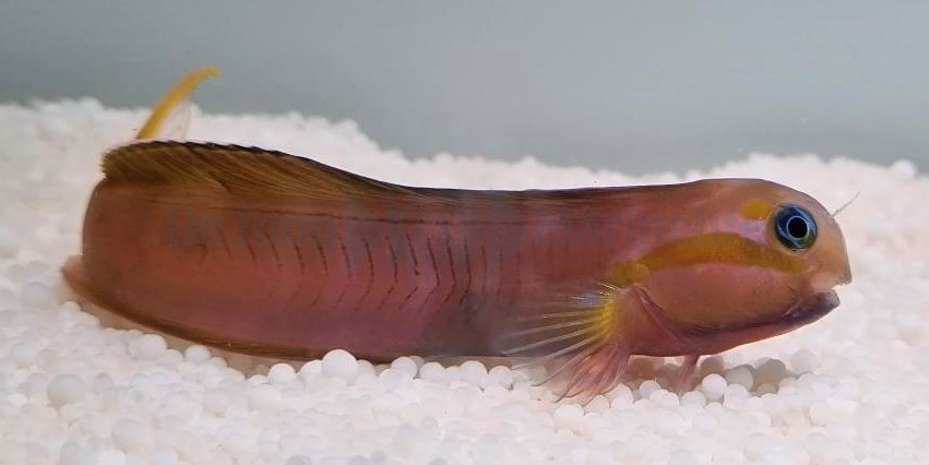 Ecsenius midas