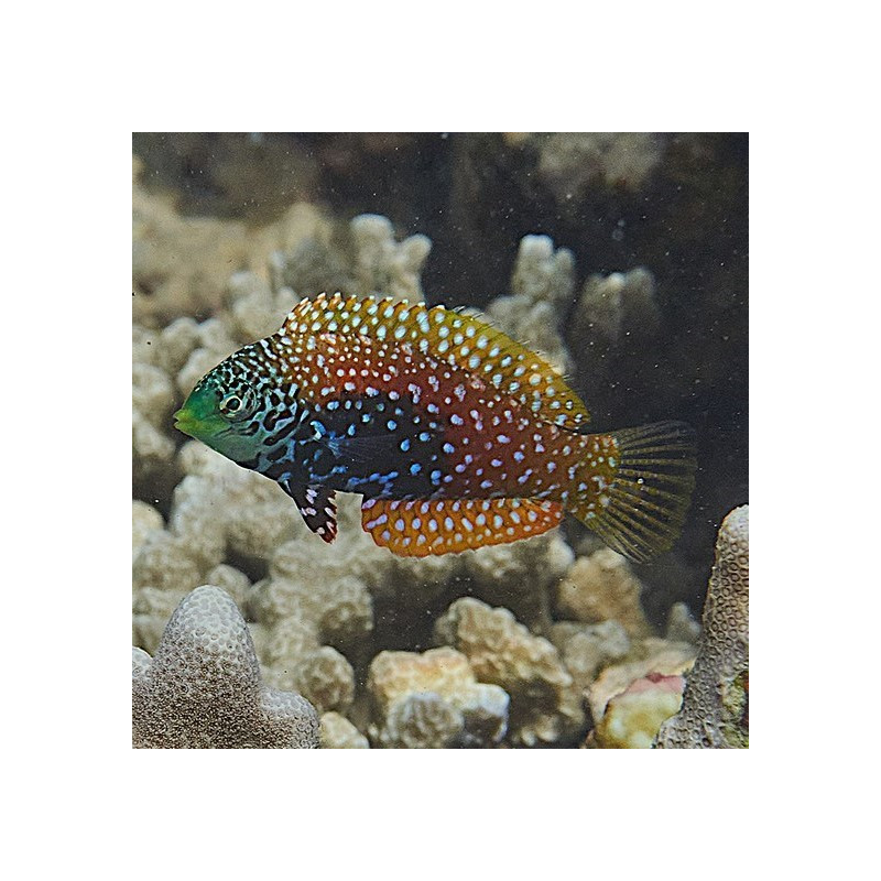 Macropharyngodon bipartitus