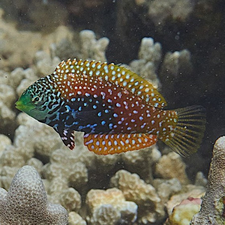 Macropharyngodon bipartitus