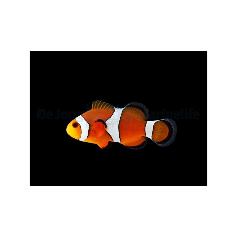 Amphiprion ocellaris Elevage