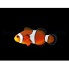 Amphiprion ocellaris Elevage