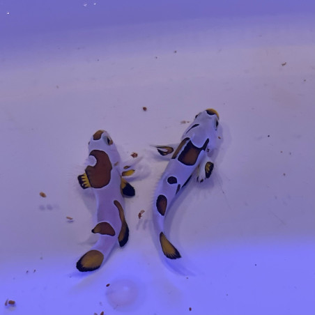 Amphiprion Ocellaris Orange storm élevage ACDP