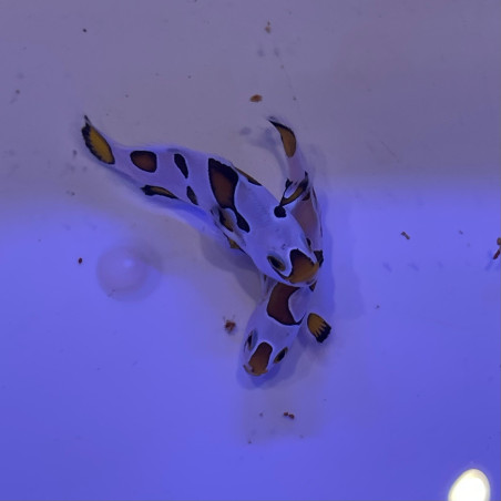 Amphiprion Ocellaris Orange storm élevage ACDP