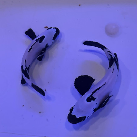 Amphiprion occellaris Full black snowflake premium