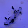 Amphiprion occellaris Full black snowflake premium