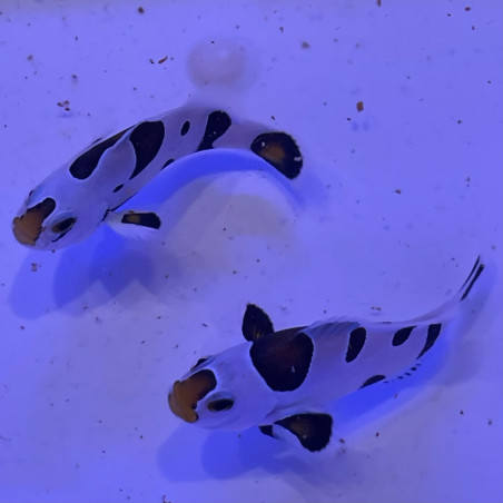 Amphiprion ocellaris Storm tricolore élevage ACDP