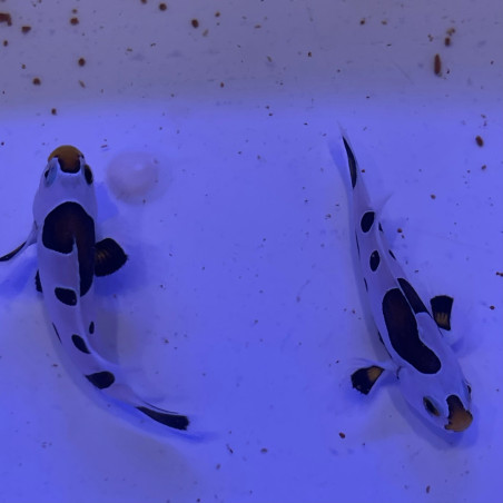 Amphiprion ocellaris Storm tricolore élevage ACDP