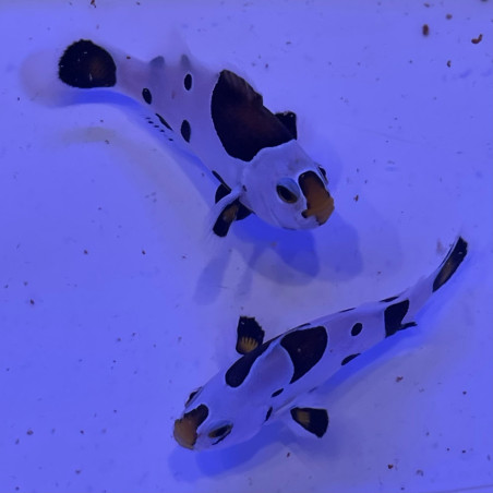 Amphiprion ocellaris Storm tricolore élevage ACDP