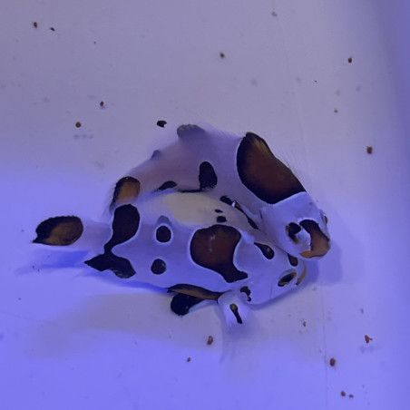 Amphiprion ocellaris Mocha storm élevage ACDP