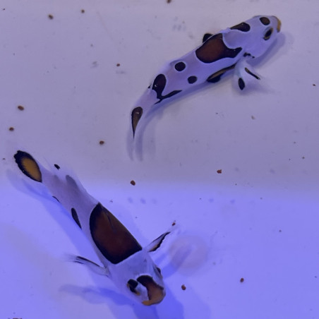 Amphiprion ocellaris Mocha storm élevage ACDP