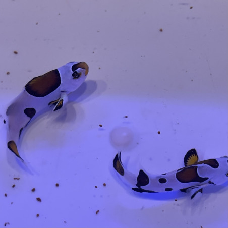 Amphiprion ocellaris Mocha storm élevage ACDP