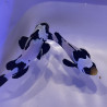 Amphiprion ocellaris Fullblack Snowflake élevage ACDP
