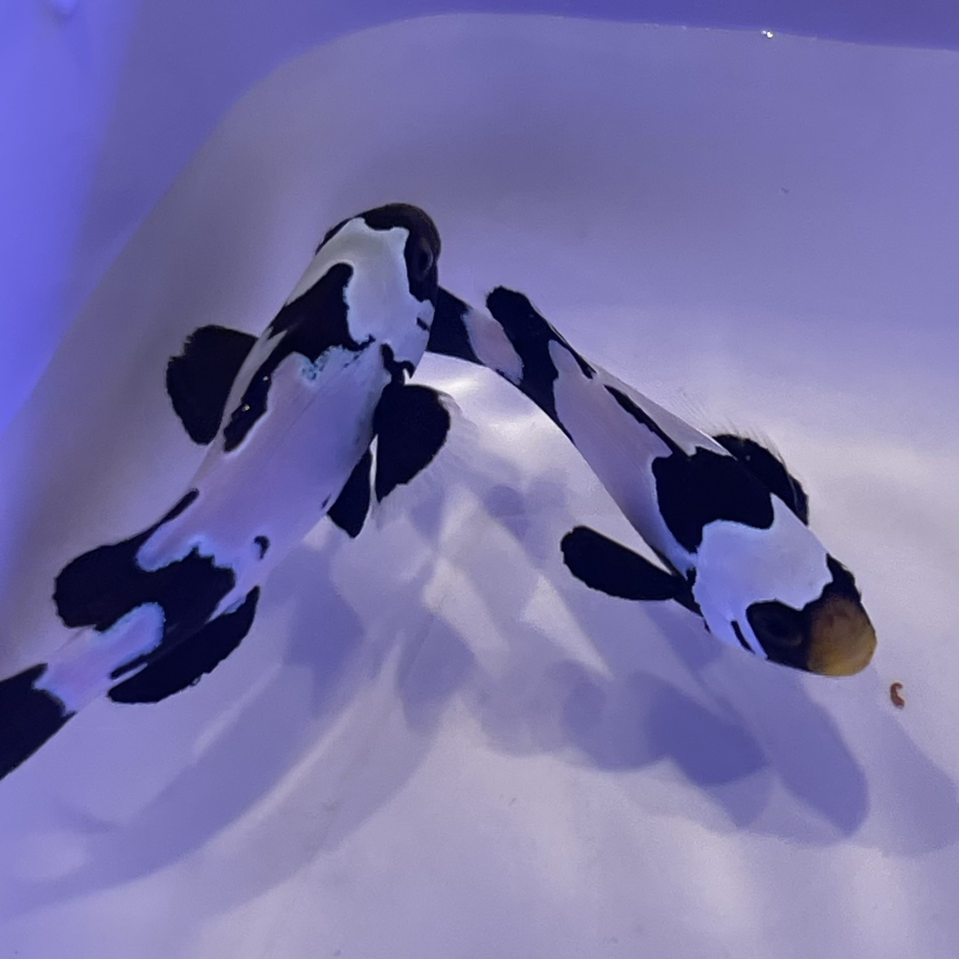 Amphiprion ocellaris Fullblack Snowflake élevage ACDP
