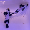 Amphiprion ocellaris Fullblack Snowflake élevage ACDP