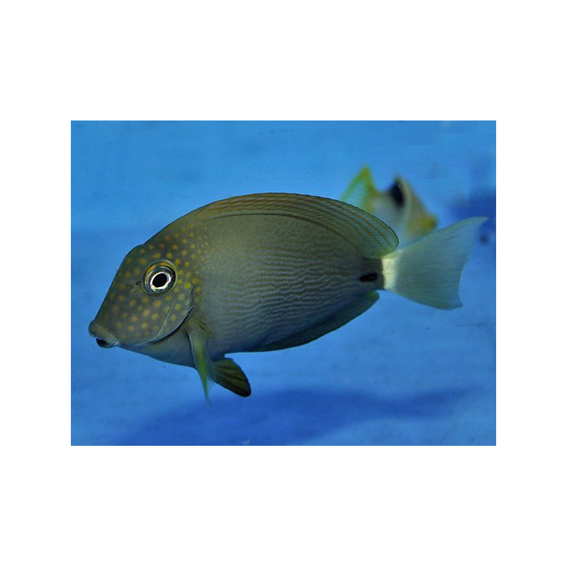 Acanthurus maculiceps 8-10cm