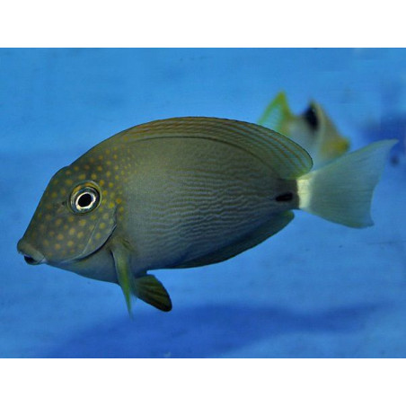 Acanthurus maculiceps 8-10cm