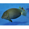 Acanthurus maculiceps 8-10cm