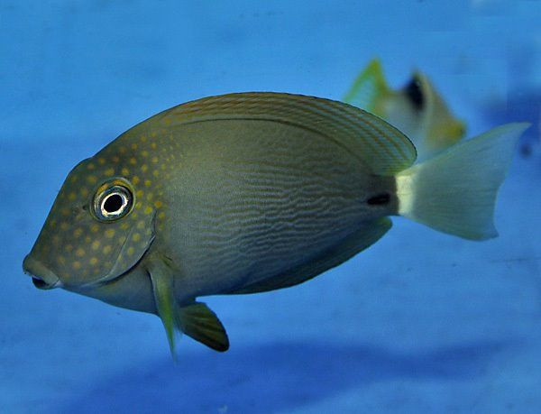Acanthurus maculiceps 8-10cm