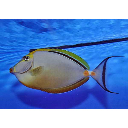 Naso Elegans 10-12cm