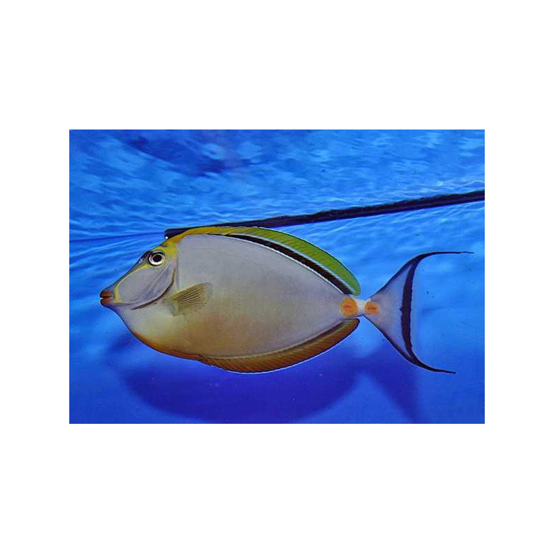 Naso Elegans 10-12cm