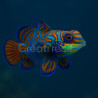 Mandarin splendide Synchiropus splendidus M/L | Créati'Récif