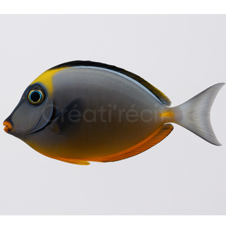 Naso Lituratus 8-10cm