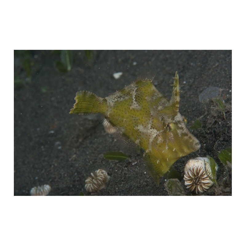 Acreichthys tomentosus élevage