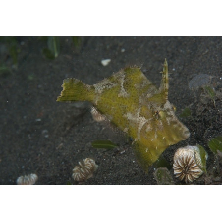 Acreichthys tomentosus élevage
