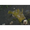 Acreichthys tomentosus élevage