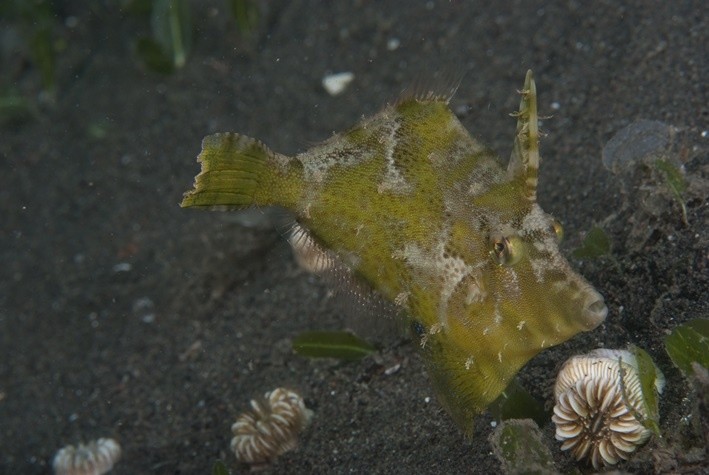 Acreichthys tomentosus élevage